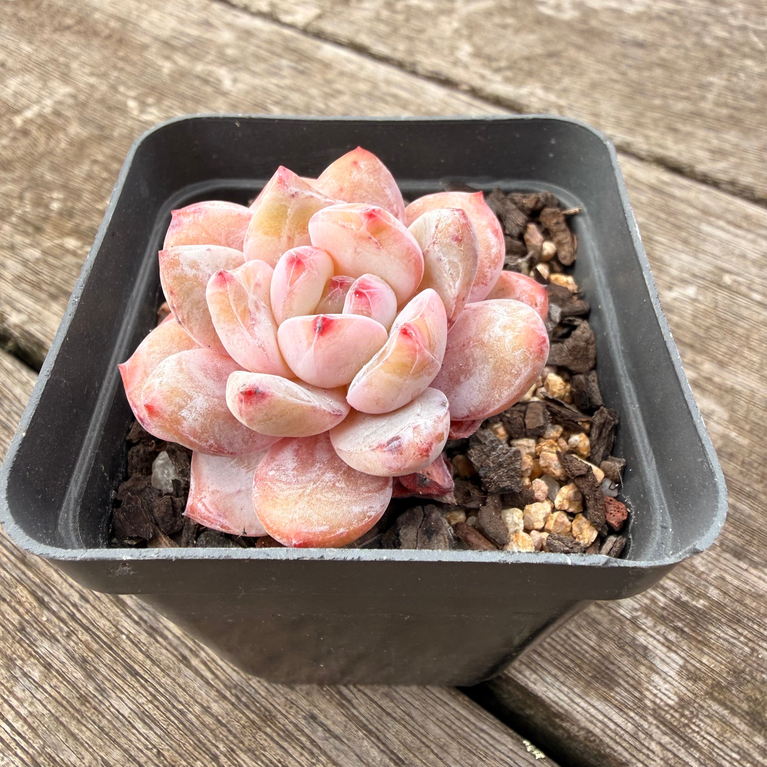 0907 雪天使– Bella Succulent Garden