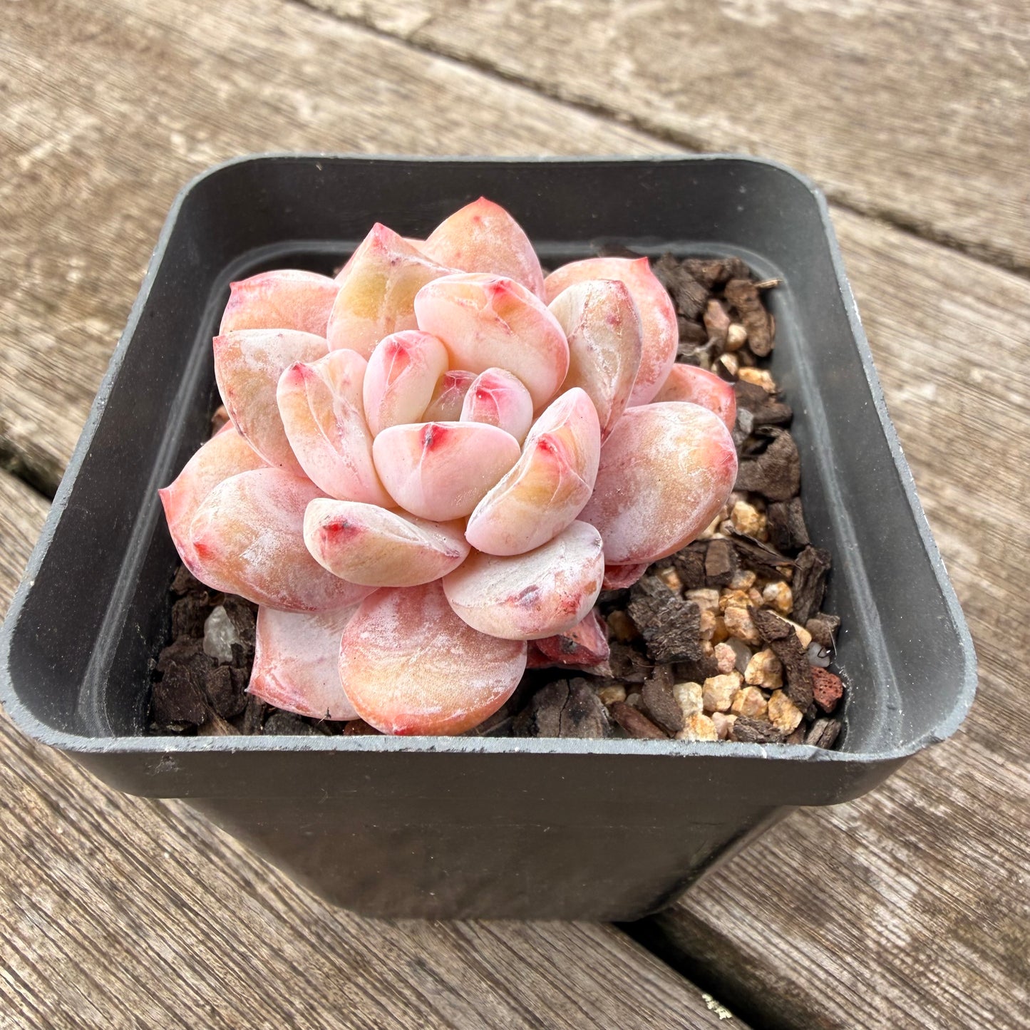 1307 Echeveria Snow Angel