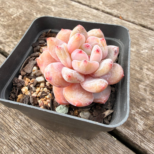 1307 Echeveria Snow Angel