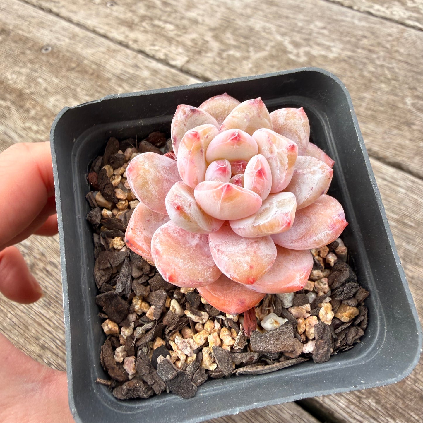 1307 Echeveria Snow Angel