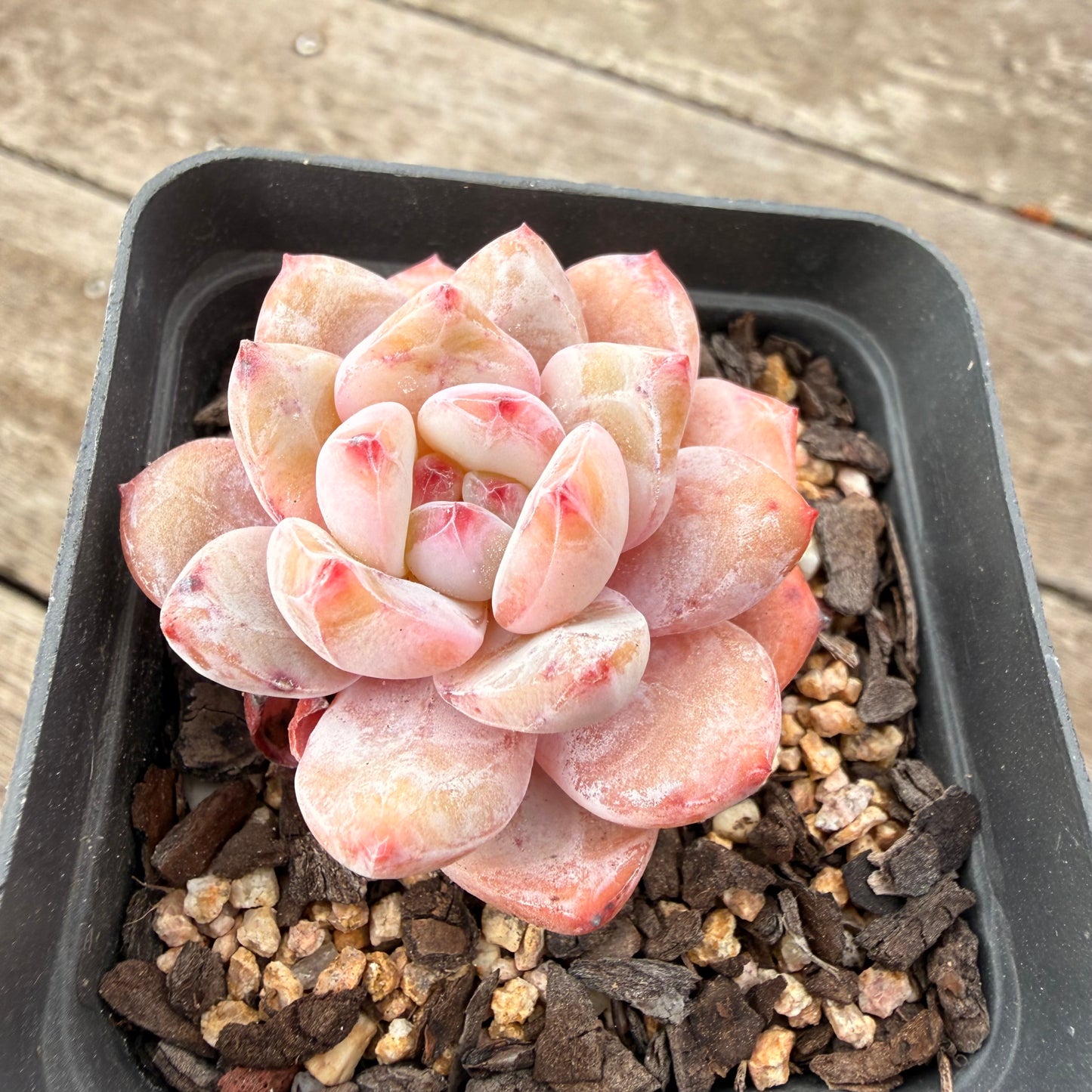1307 Echeveria Snow Angel