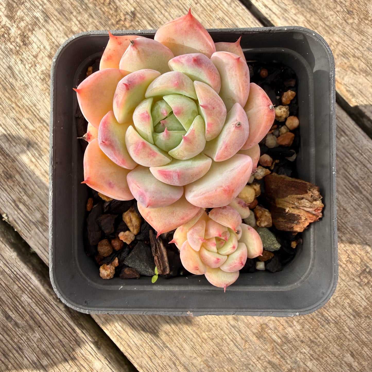 1307 Echeveria Tippy