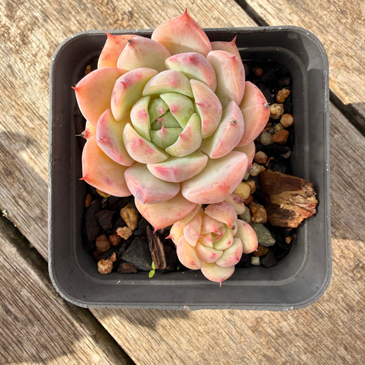 1307 Echeveria Tippy