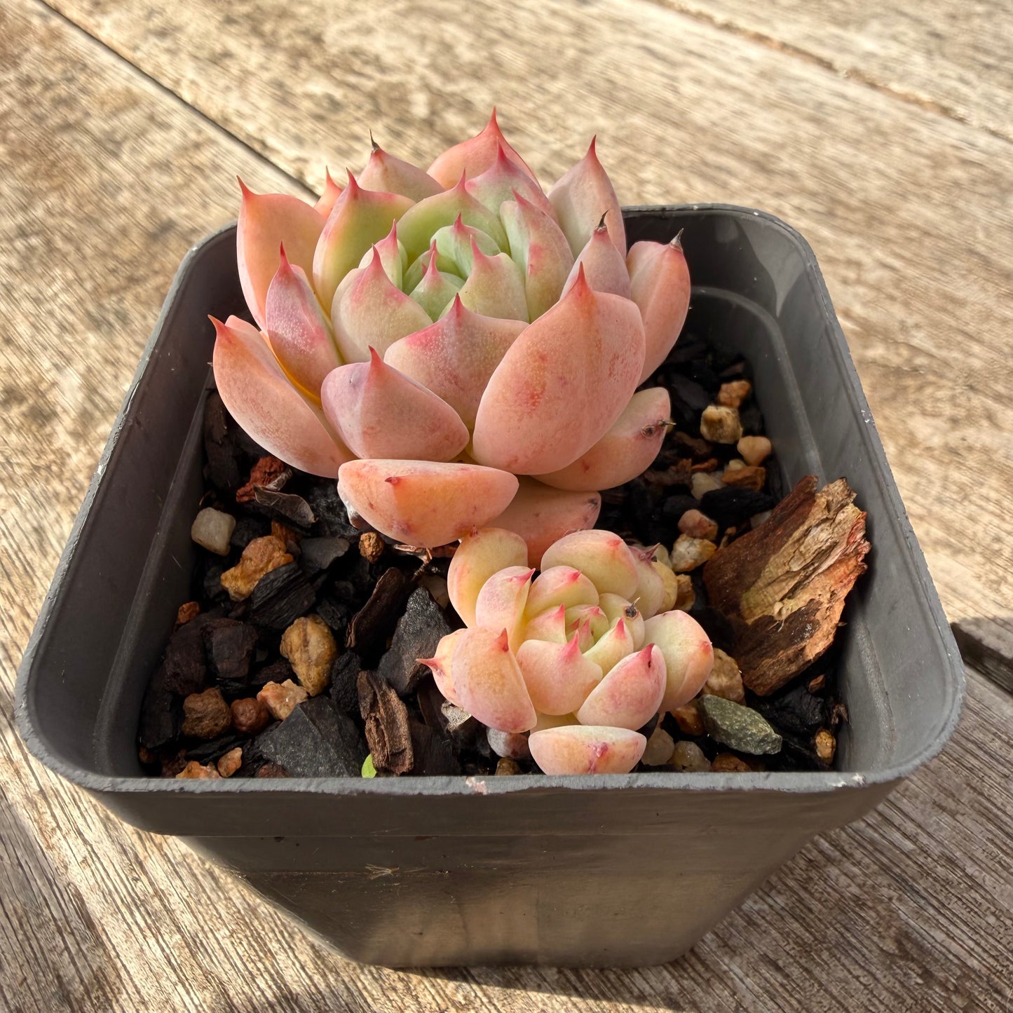 1307 Echeveria Tippy