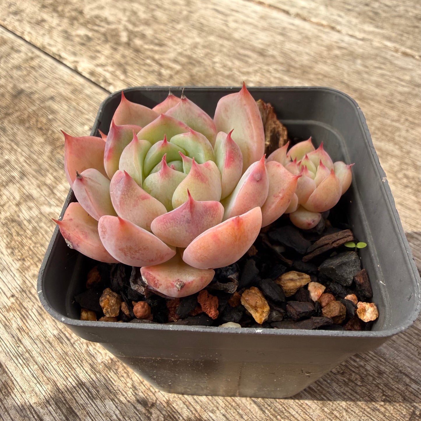 1307 Echeveria Tippy