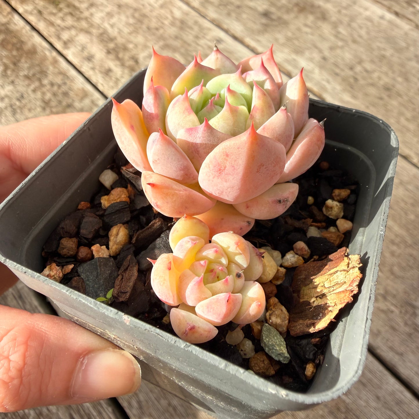 1307 Echeveria Tippy