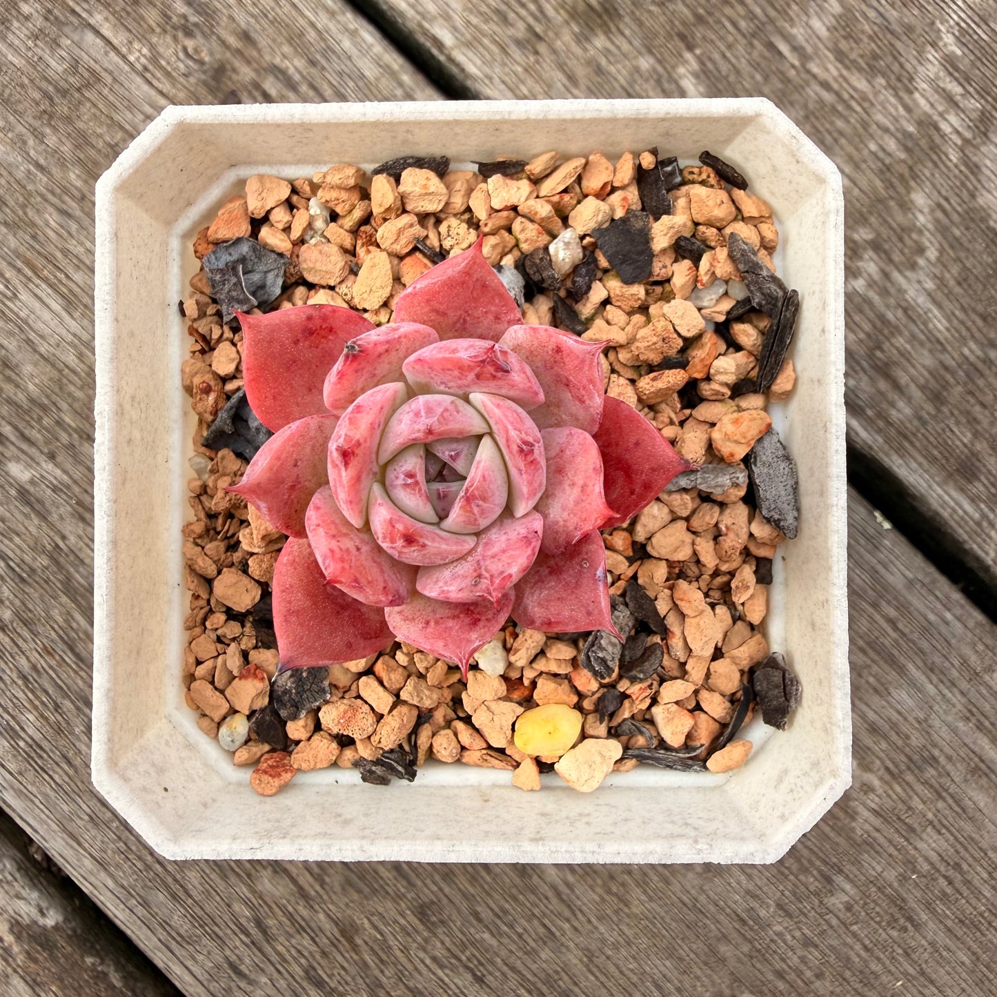 1307 Echeveria 'Blueberry Jam'