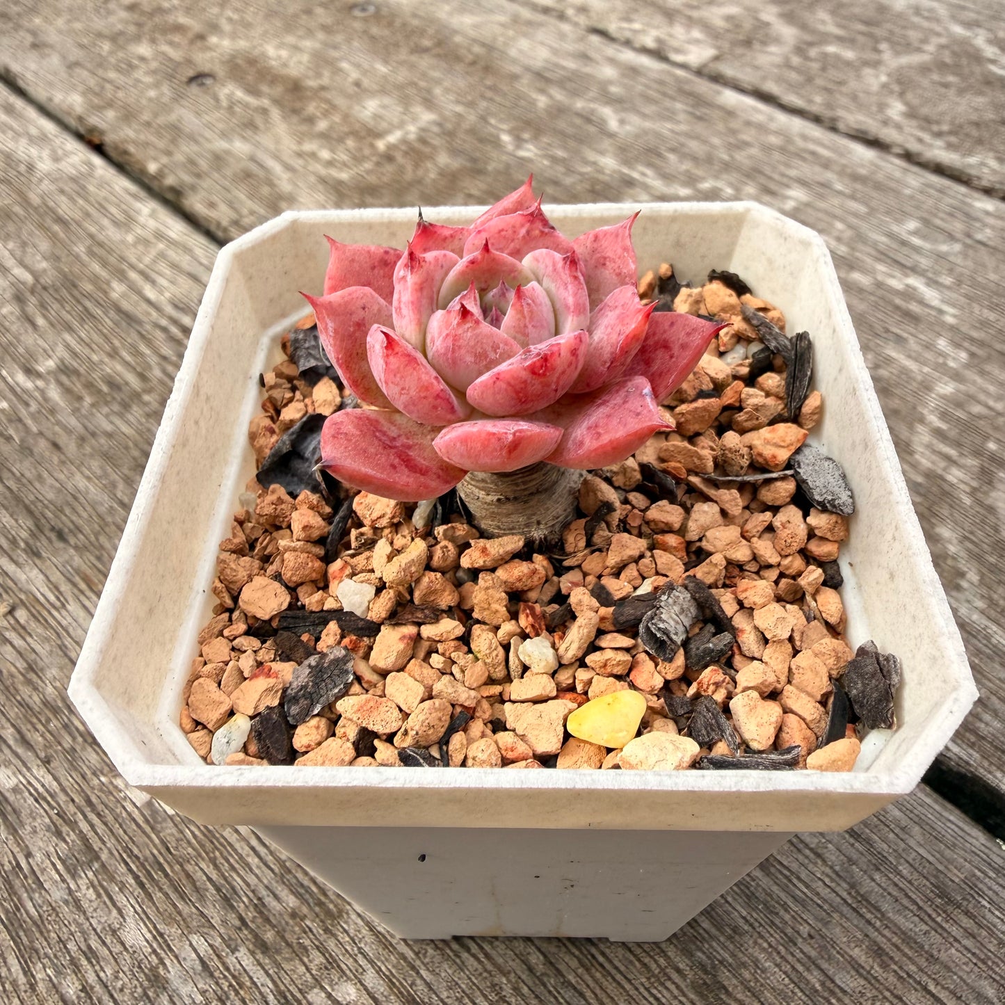 1307 Echeveria 'Blueberry Jam'