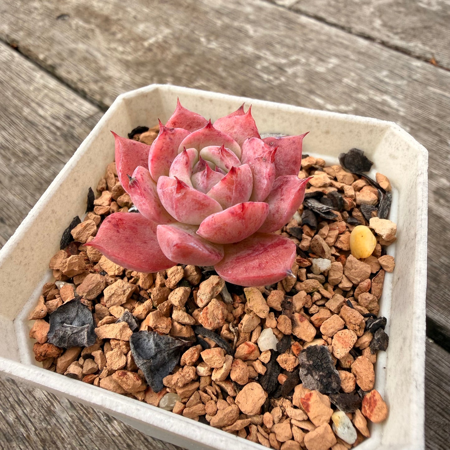 1307 Echeveria 'Blueberry Jam'
