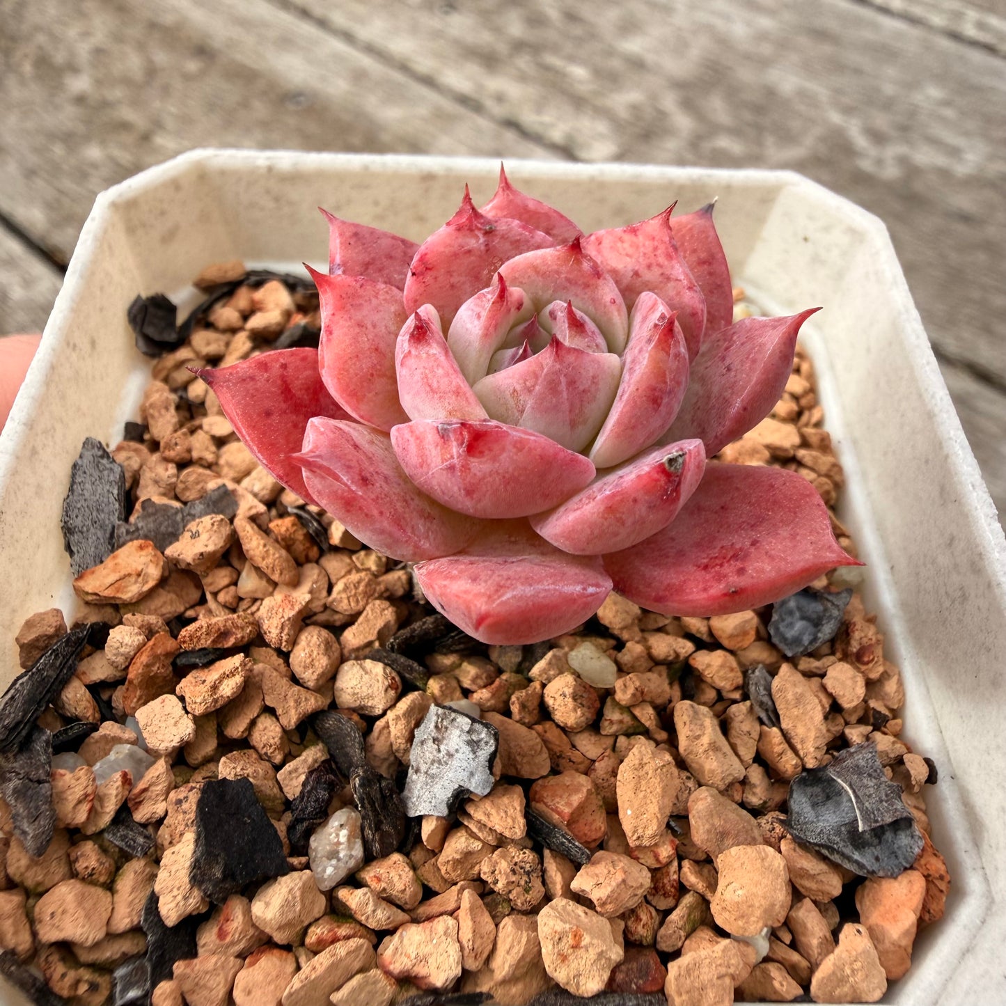 1307 Echeveria 'Blueberry Jam'