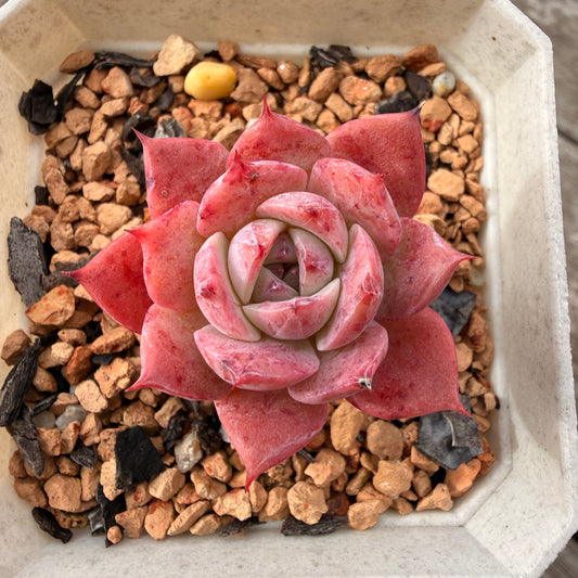 1307 Echeveria 'Blueberry Jam'