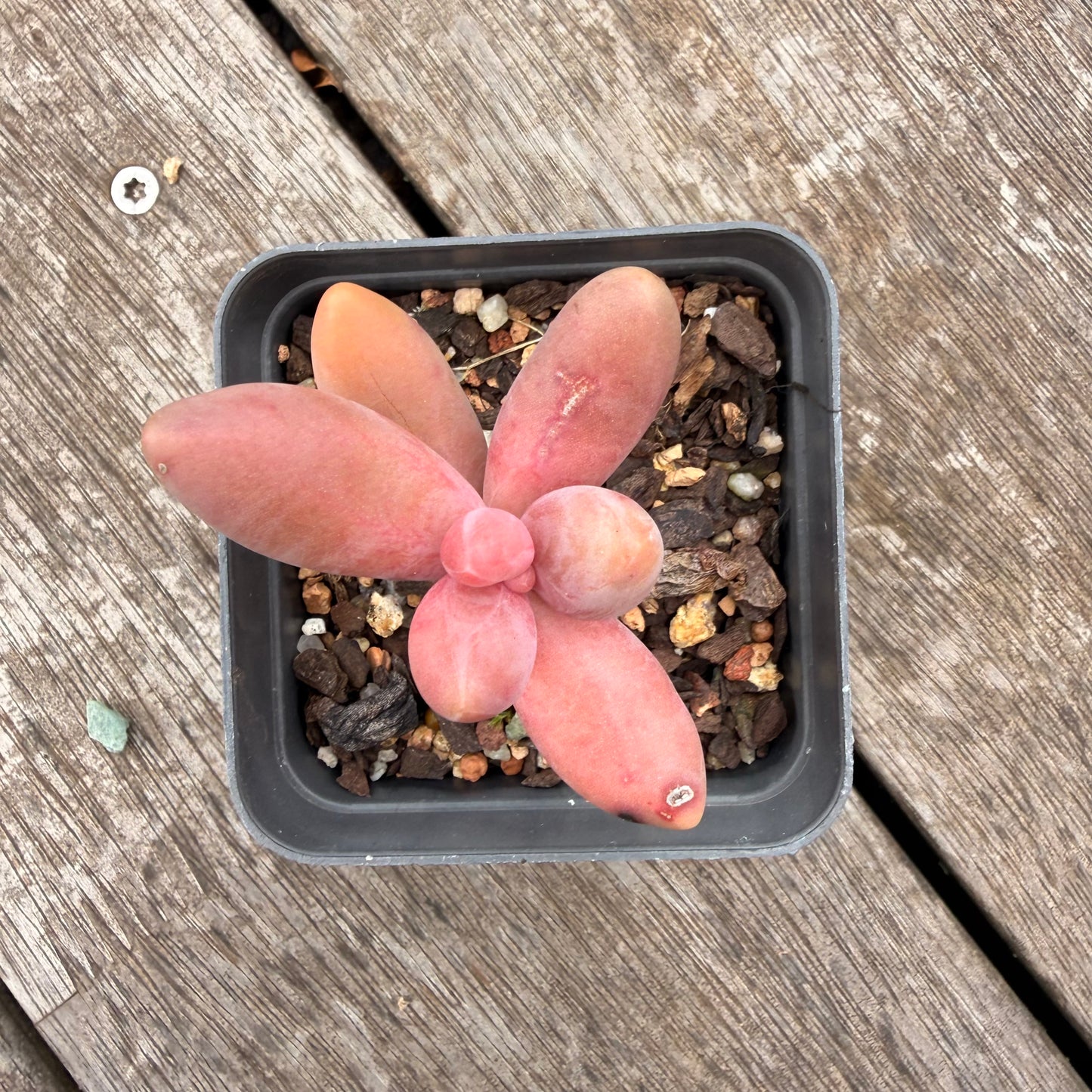 1307 Pachysedum Ganzhou