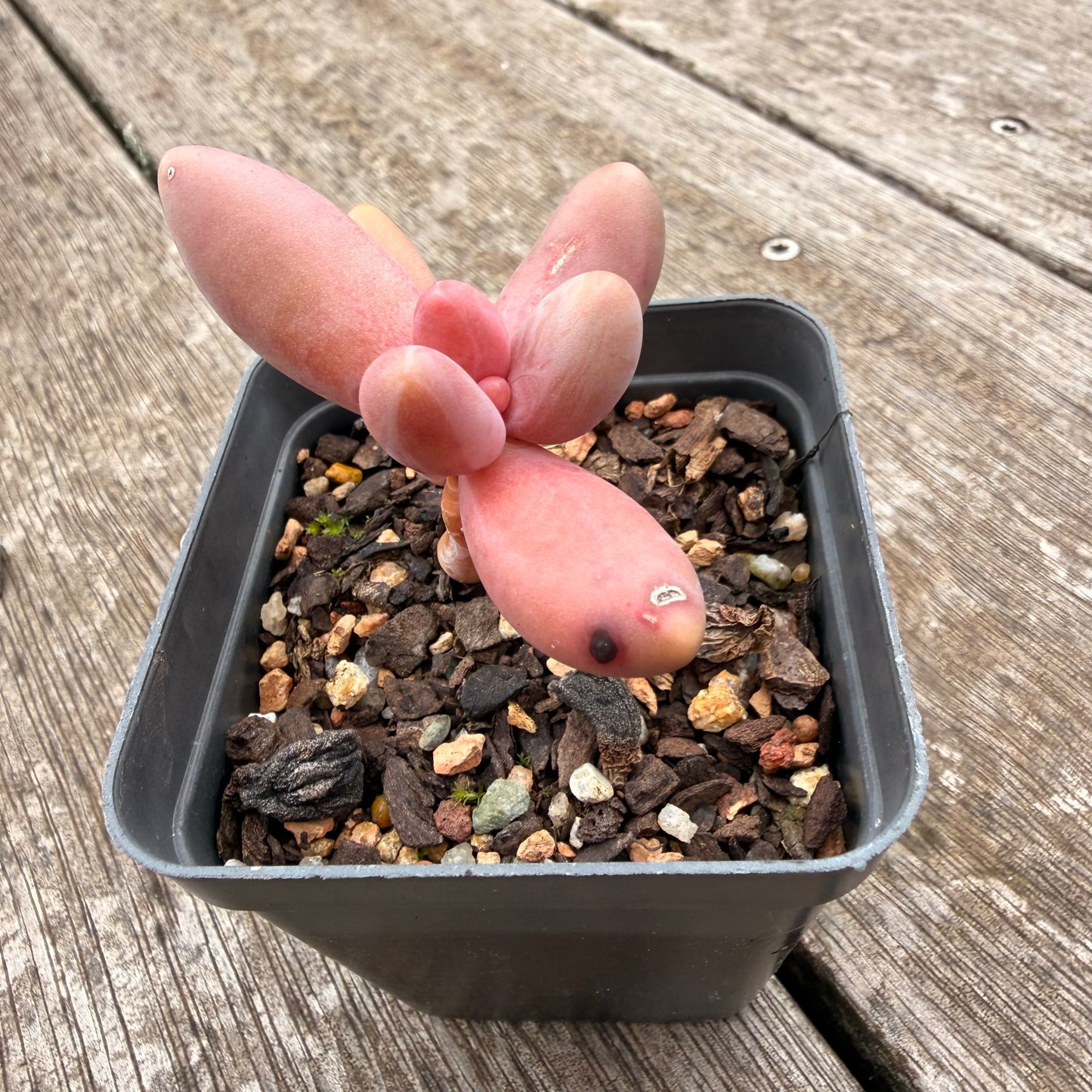1307 Pachysedum Ganzhou