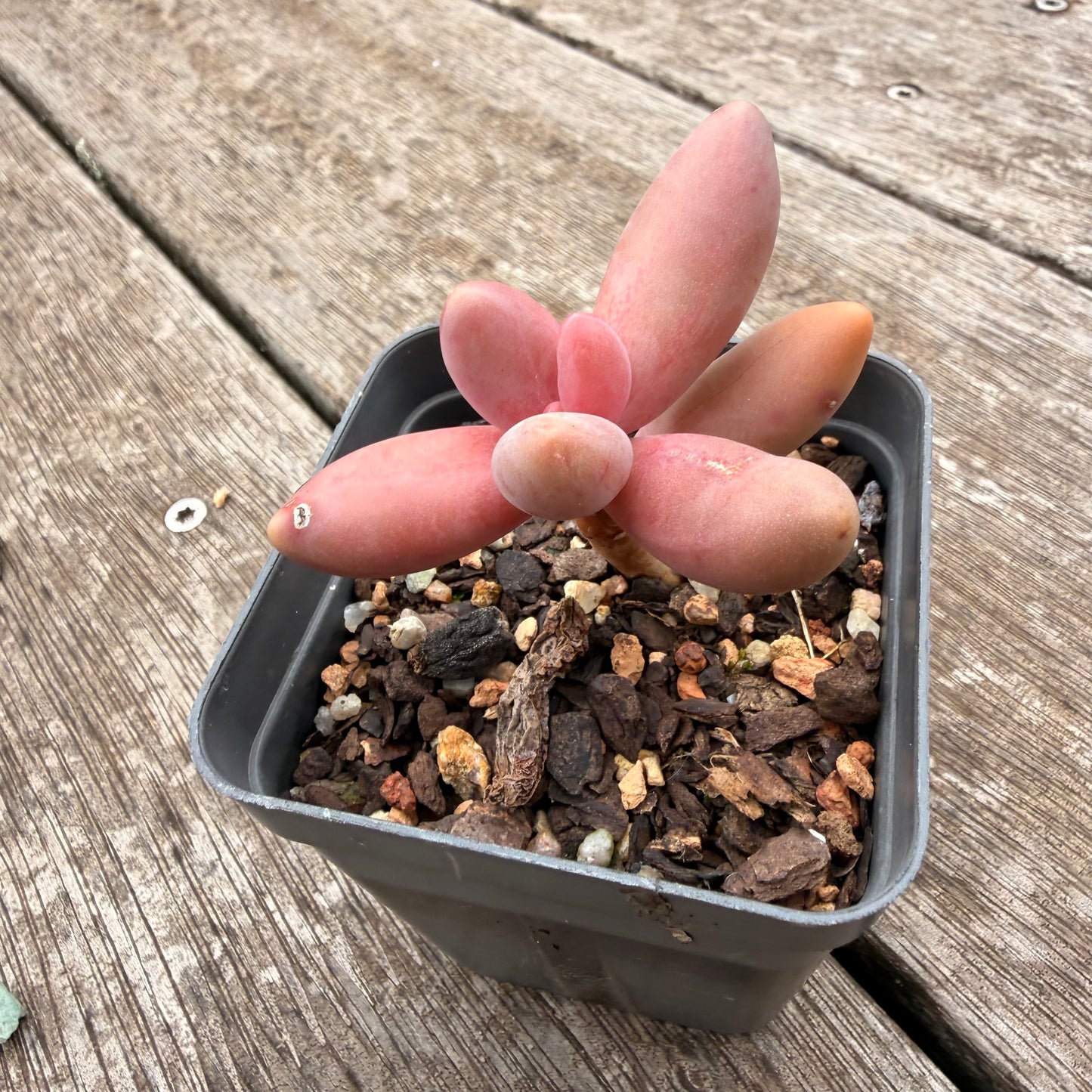1307 Pachysedum Ganzhou