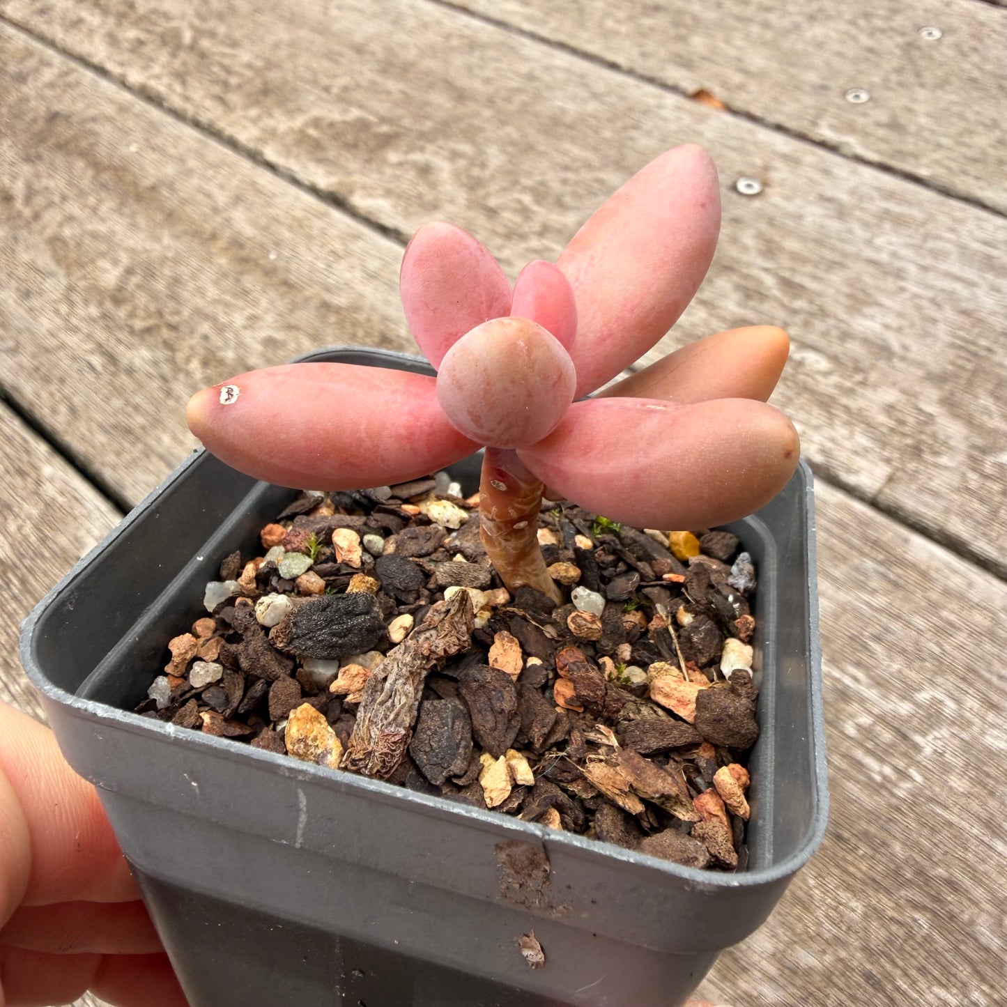 1307 Pachysedum Ganzhou