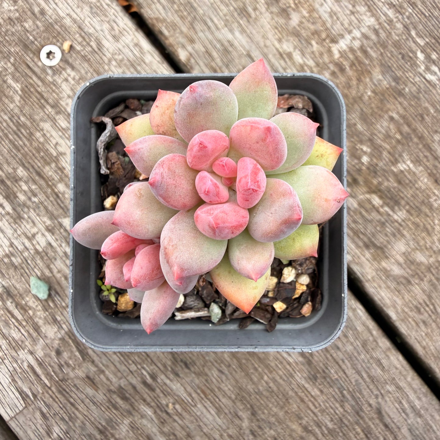 1307 Pachyveria Virgo
