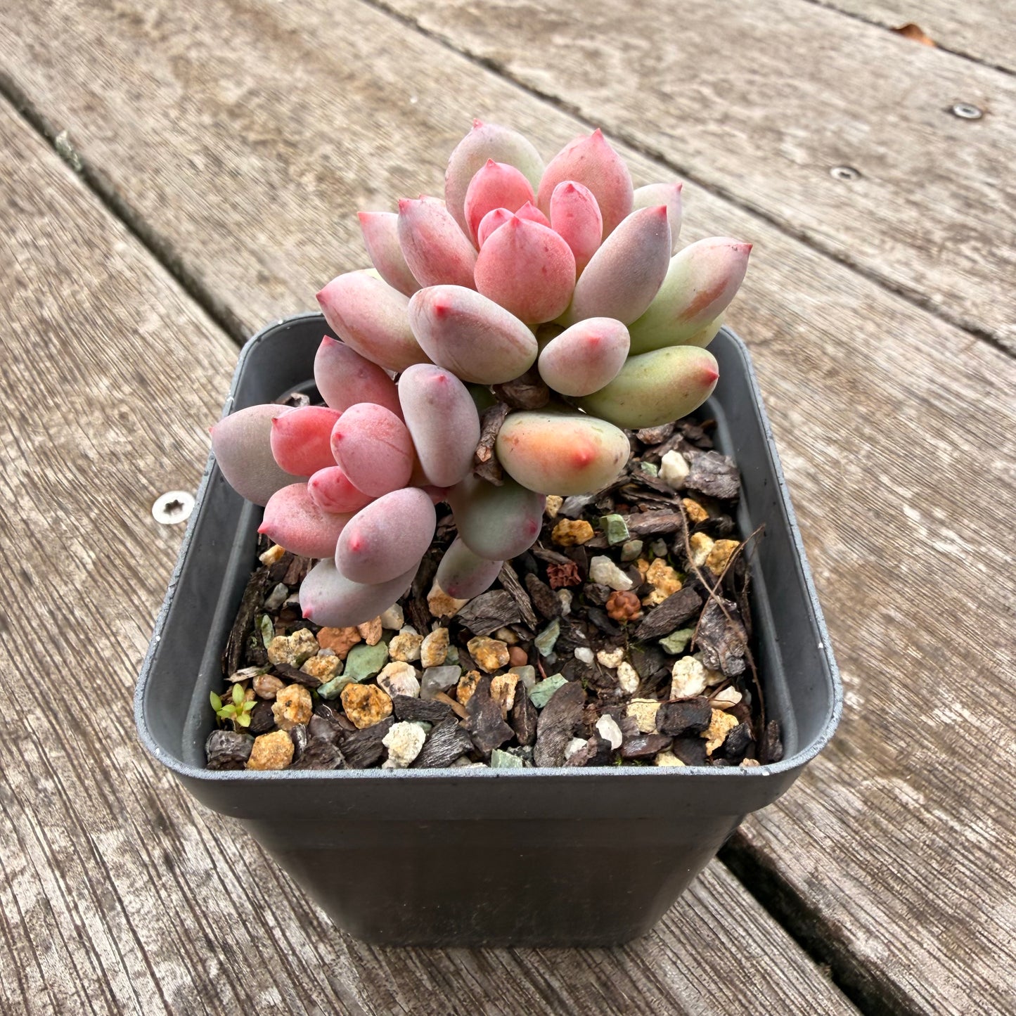1307 Pachyveria Virgo