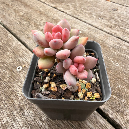 1307 Pachyveria Virgo