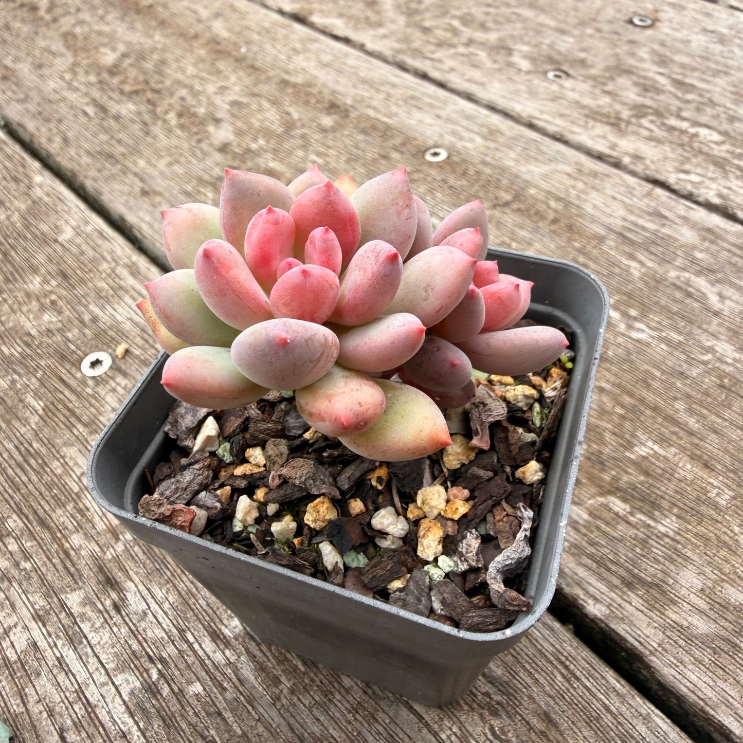 1307 Pachyveria Virgo