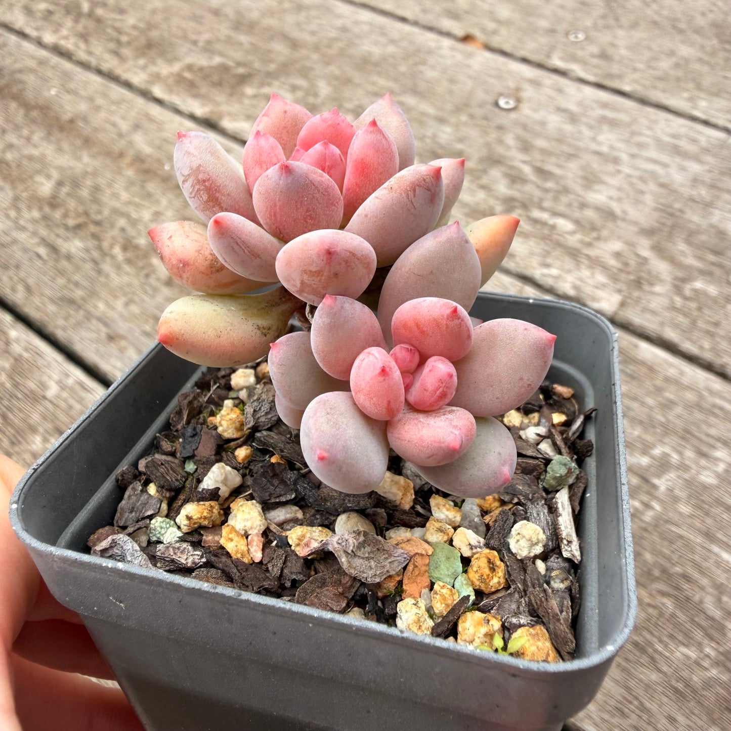 1307 Pachyveria Virgo