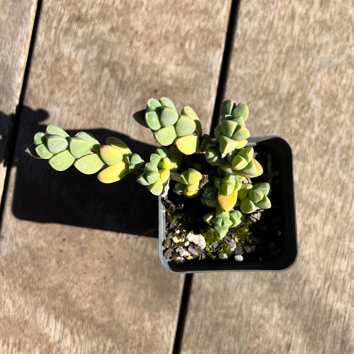 1308 Corpuscularia Lehmannii 'Ice Plant'