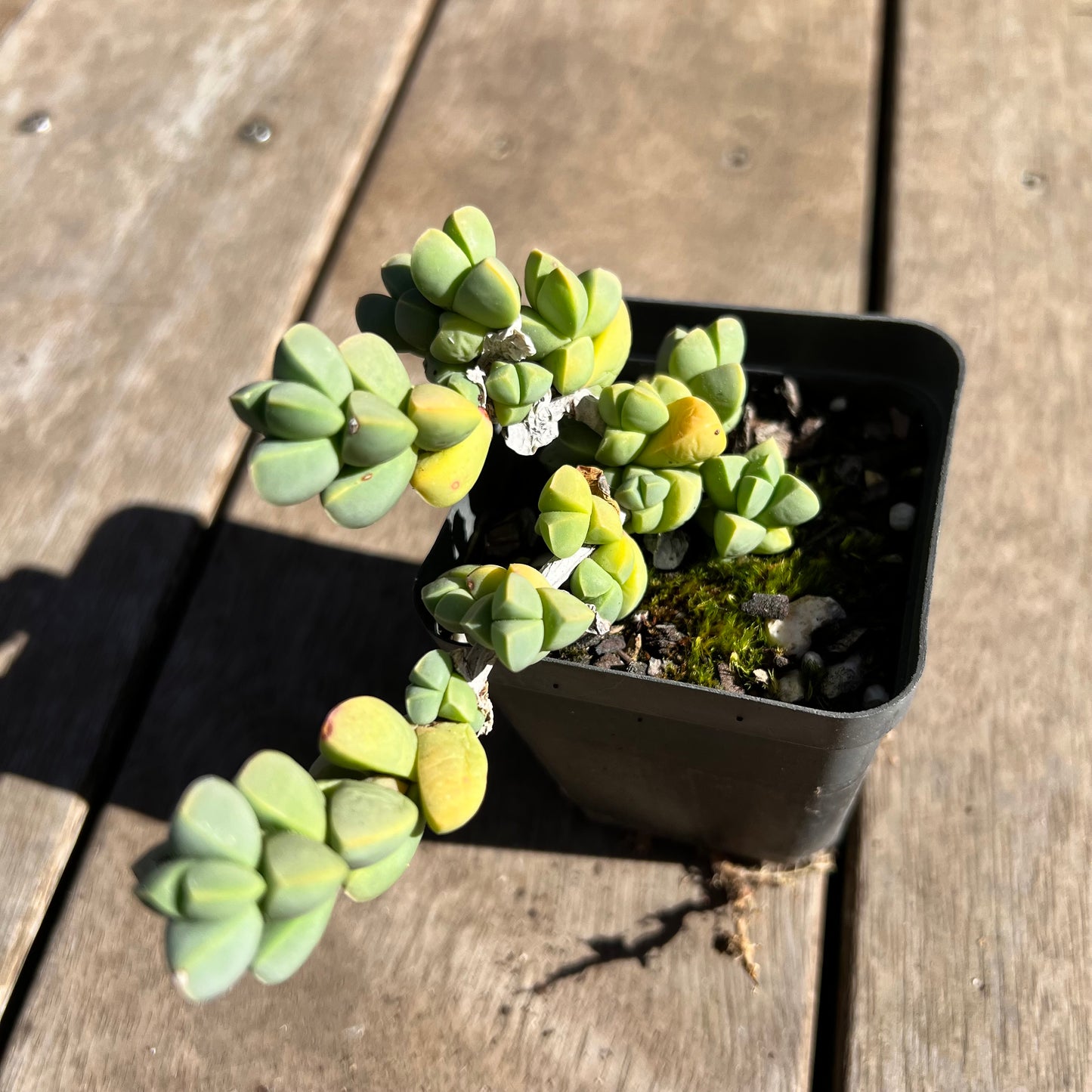 1308 Corpuscularia Lehmannii 'Ice Plant'