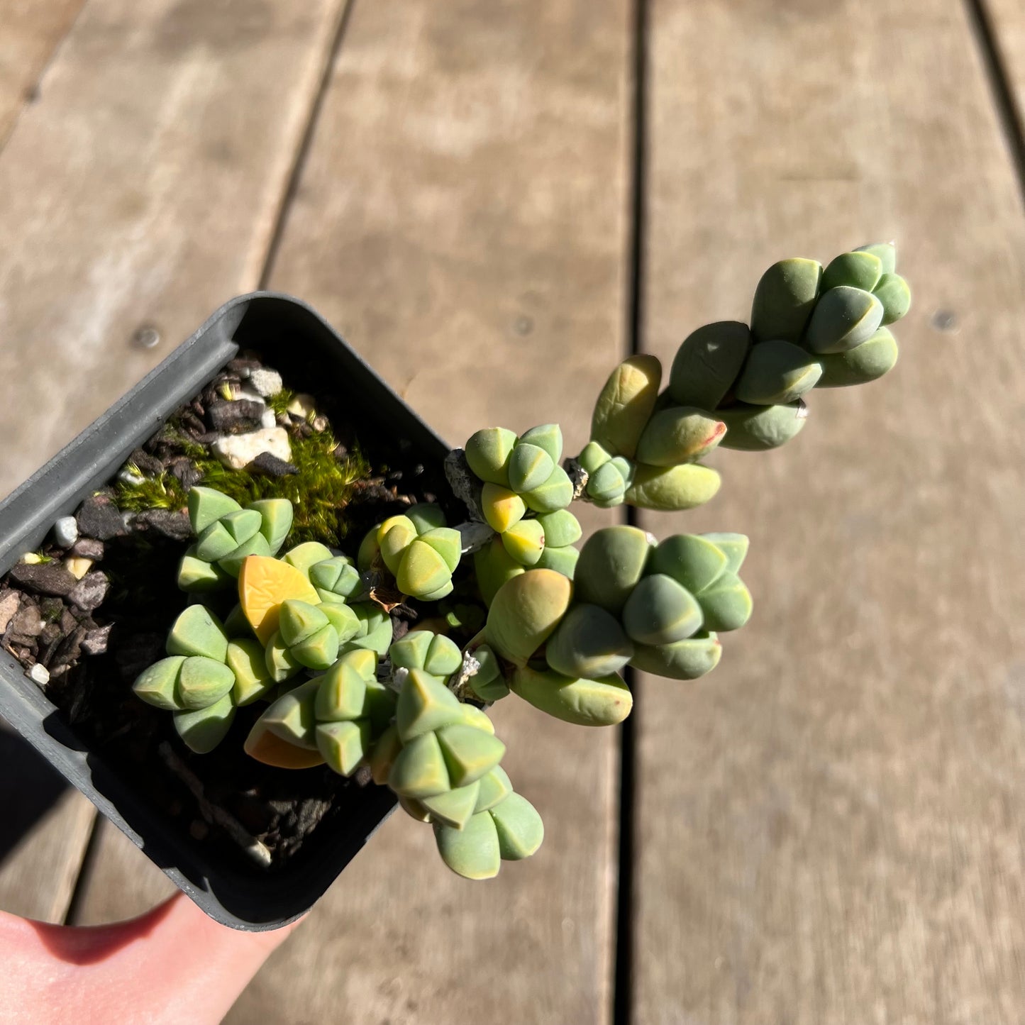 1308 Corpuscularia Lehmannii 'Ice Plant'