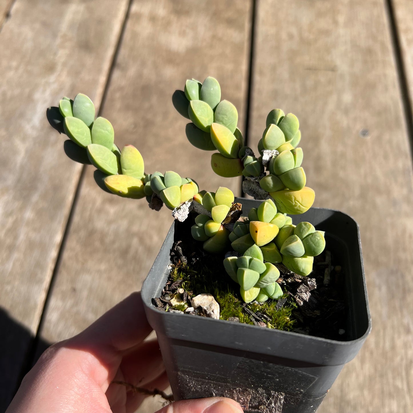 1308 Corpuscularia Lehmannii 'Ice Plant'