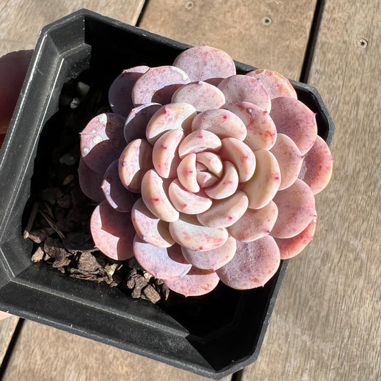 1308 Echeveria Amanda