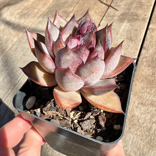 1308 Echeveria Black Forest