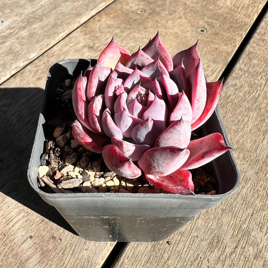 1308 Echeveria Black Swan