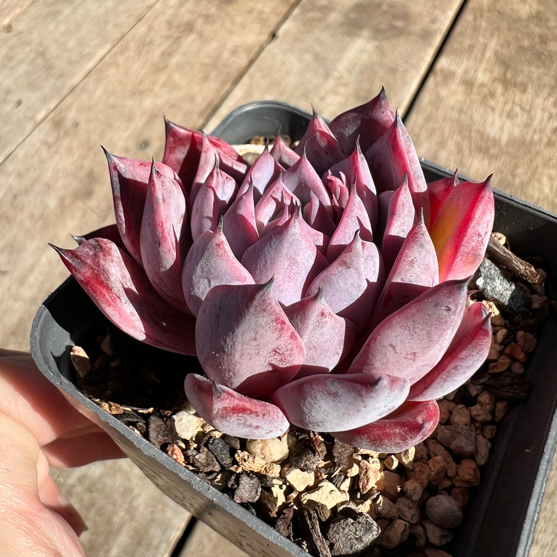 black swan succulent 1308 Echeveria Black Swan