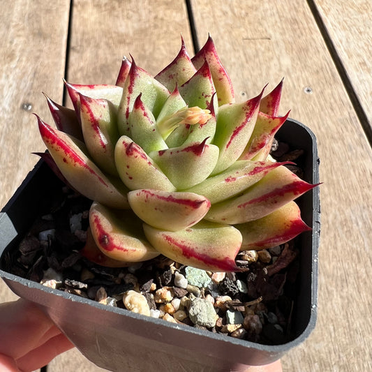 1308 Echeveria Ebony 'Eyelash'