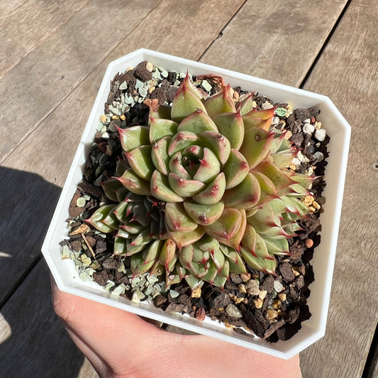 1308 Echeveria Pop Star (large clump)