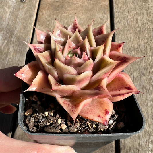 1308 Echeveria Ppi Ppi Saeu