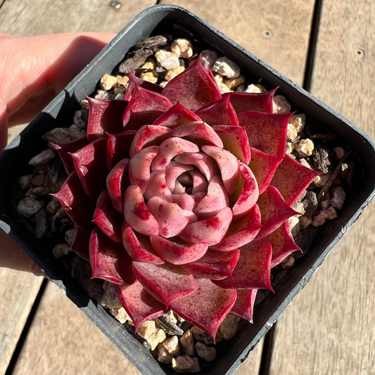 1308 Echeveria 'Queen Red'