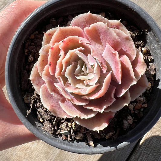 1308 Echeveria Shaviana 'Hime'