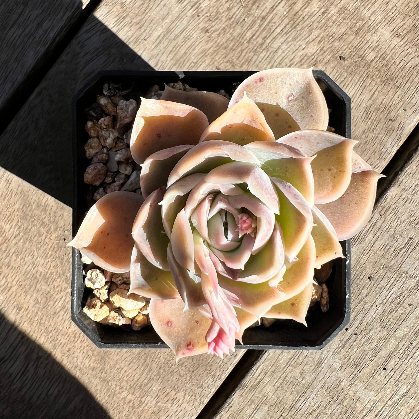 1308 Echeveria Simulans Ascension 'Blue Velvet'