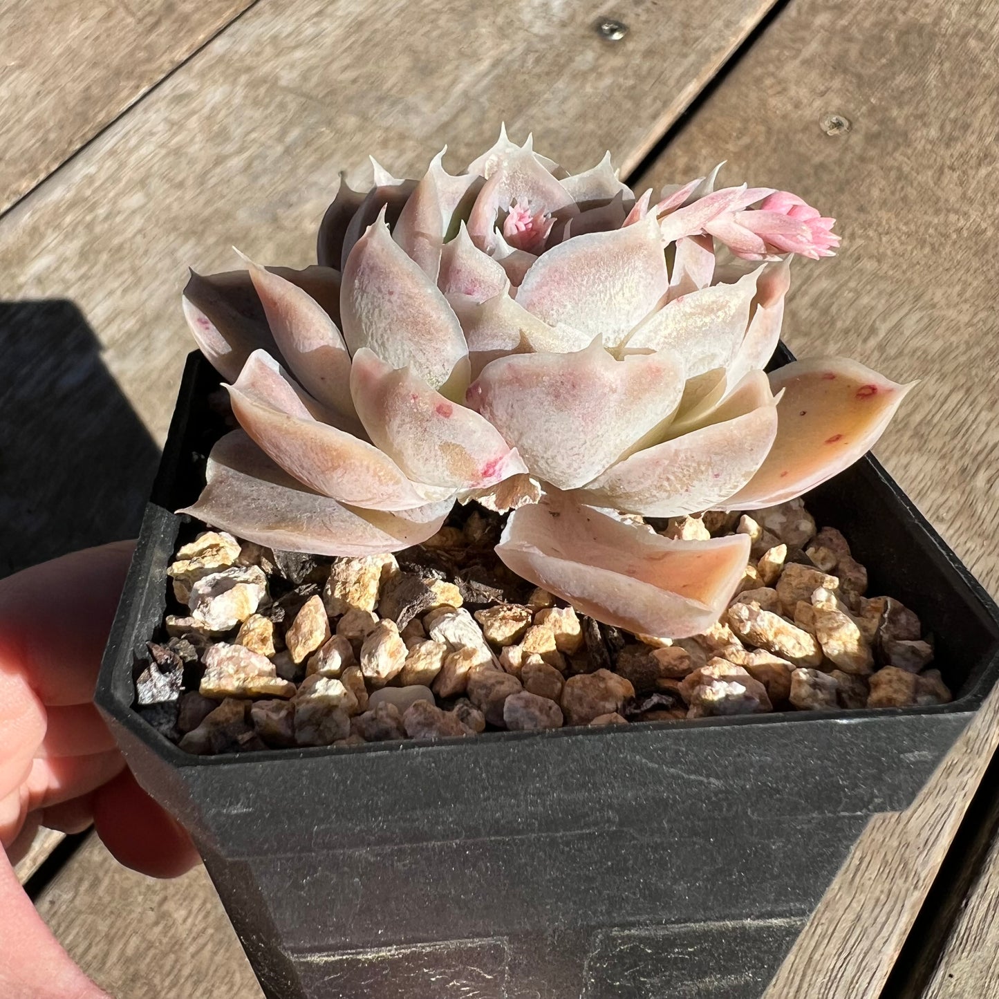 1308 Echeveria Simulans Ascension 'Blue Velvet'