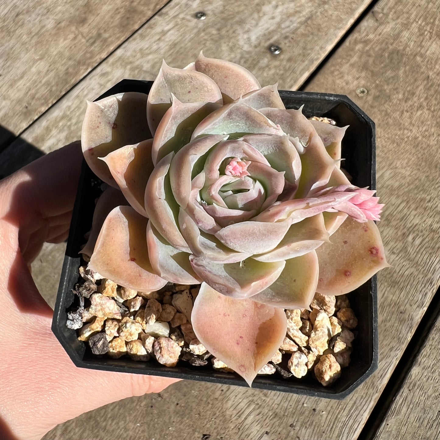 1308 Echeveria Simulans Ascension 'Blue Velvet'