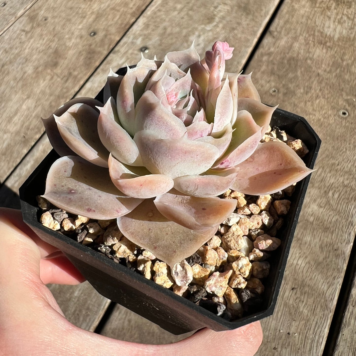 1308 Echeveria Simulans Ascension 'Blue Velvet'