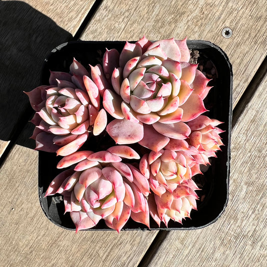 1308 Echeveria Tippy (large clump)