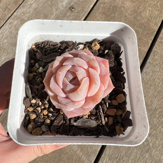 1308 Echeveria 'Amazing Grace' - Korean Form