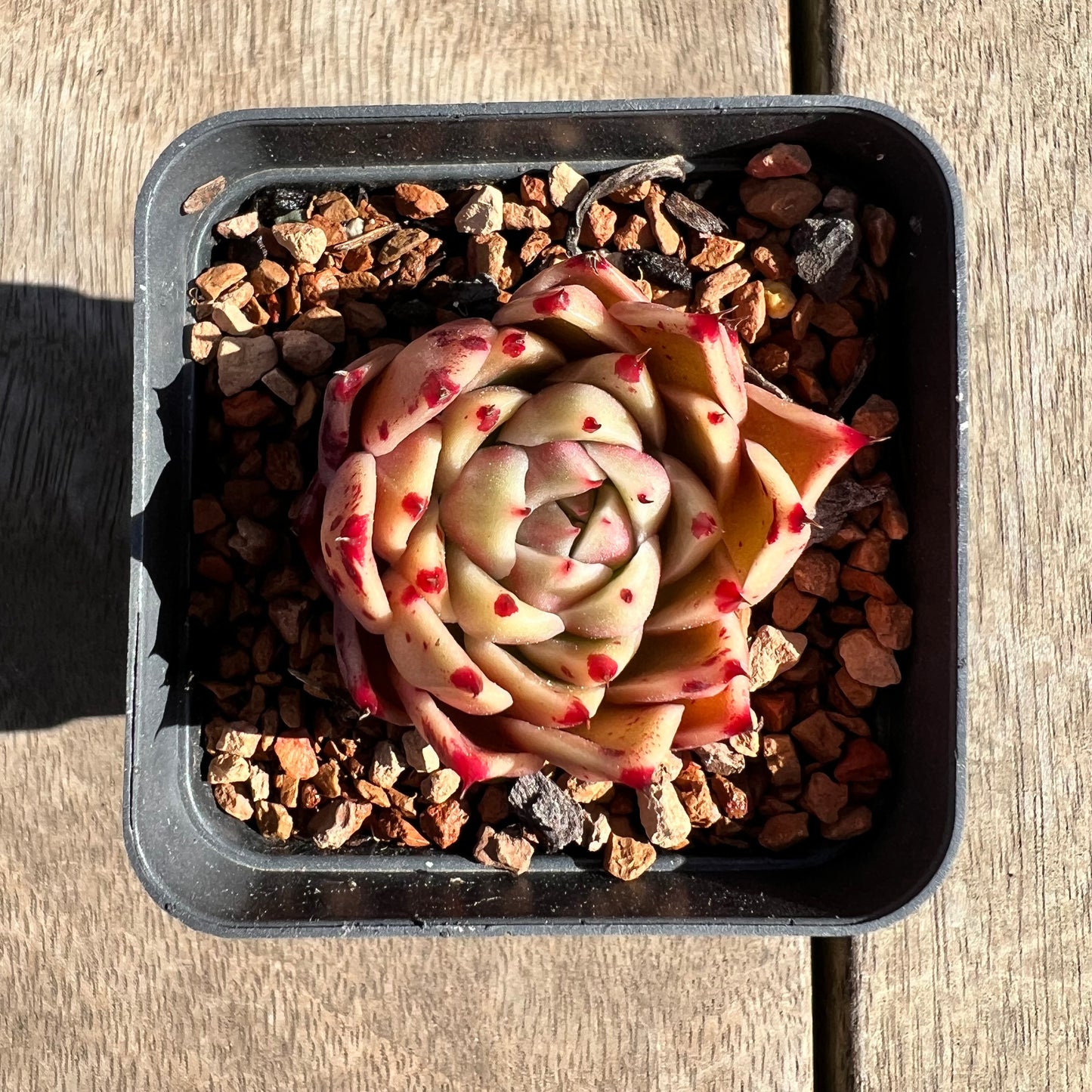 1308 Echeveria 'Dancing Soul' - Korean Hybrid