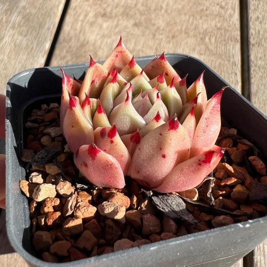 1308 Echeveria 'Dancing Soul' - Korean Hybrid