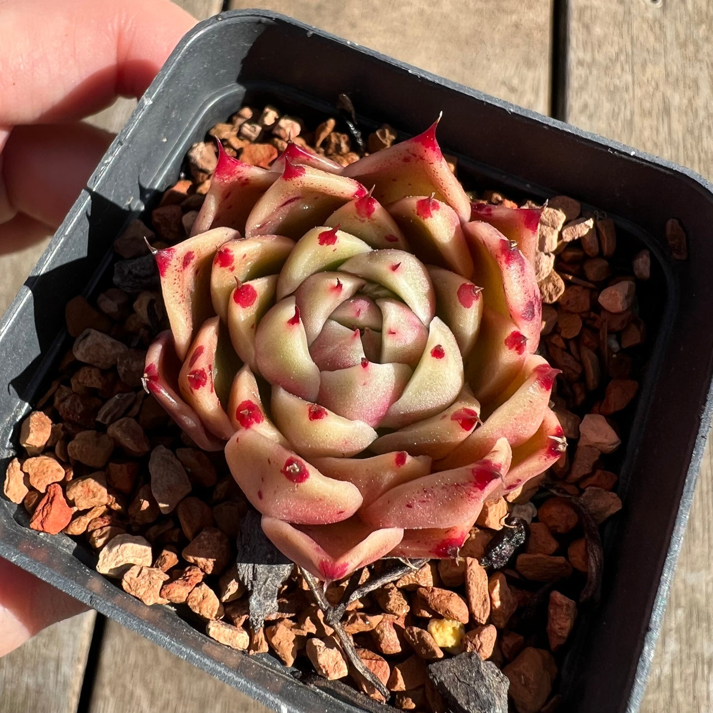 1308 Echeveria 'Dancing Soul' - Korean Hybrid