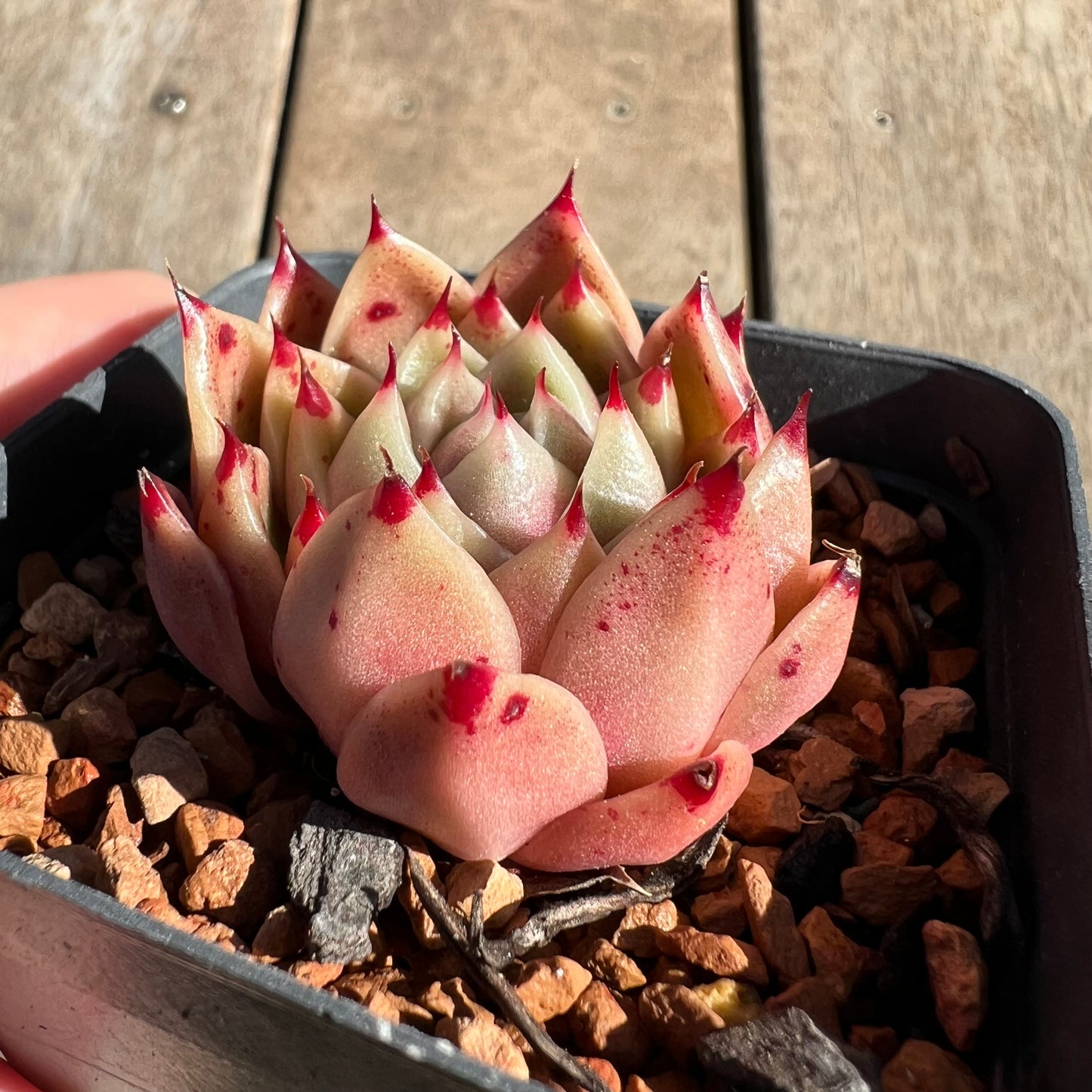 1308 Echeveria 'Dancing Soul' - Korean Hybrid