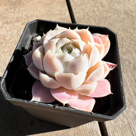 1308 Echeveria elegans 'Alba' (korean form)