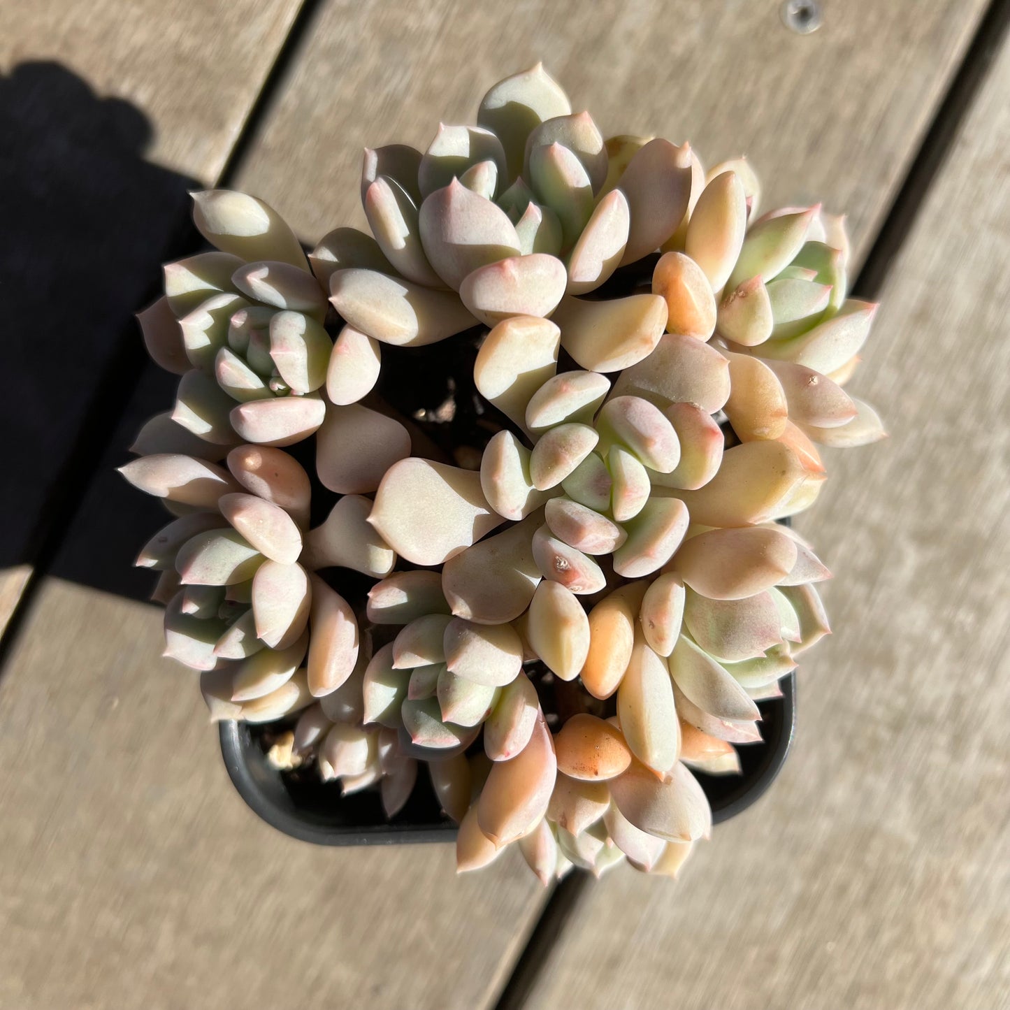 1308 Graptoveria A Grim One (large clump)