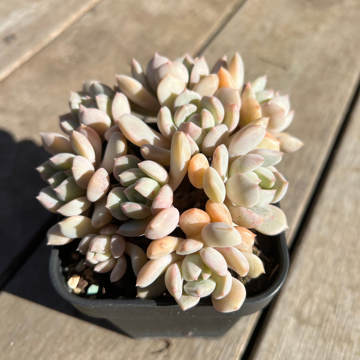 1308 Graptoveria A Grim One (large clump)